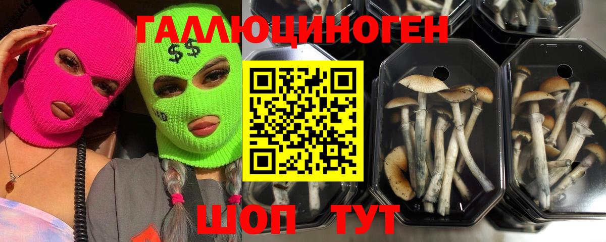 Псилоцибиновые грибы Psilocybine cubensis  Вход с VPN  Зерноград 